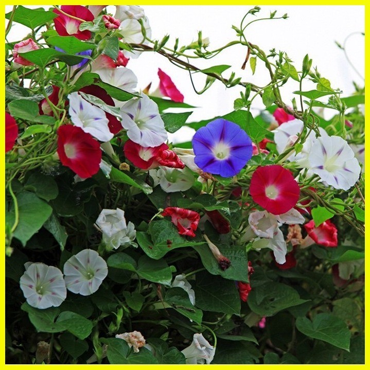 ☪ 60pcs Garden Petunia Seeds Rare Indoor Bonsai Petunia Flower Seeds ...