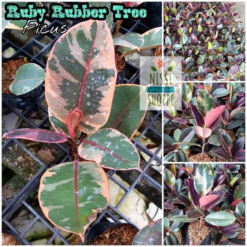 § ☢ Rubber Tree Ruby (Ficus) | Shopee Philippines