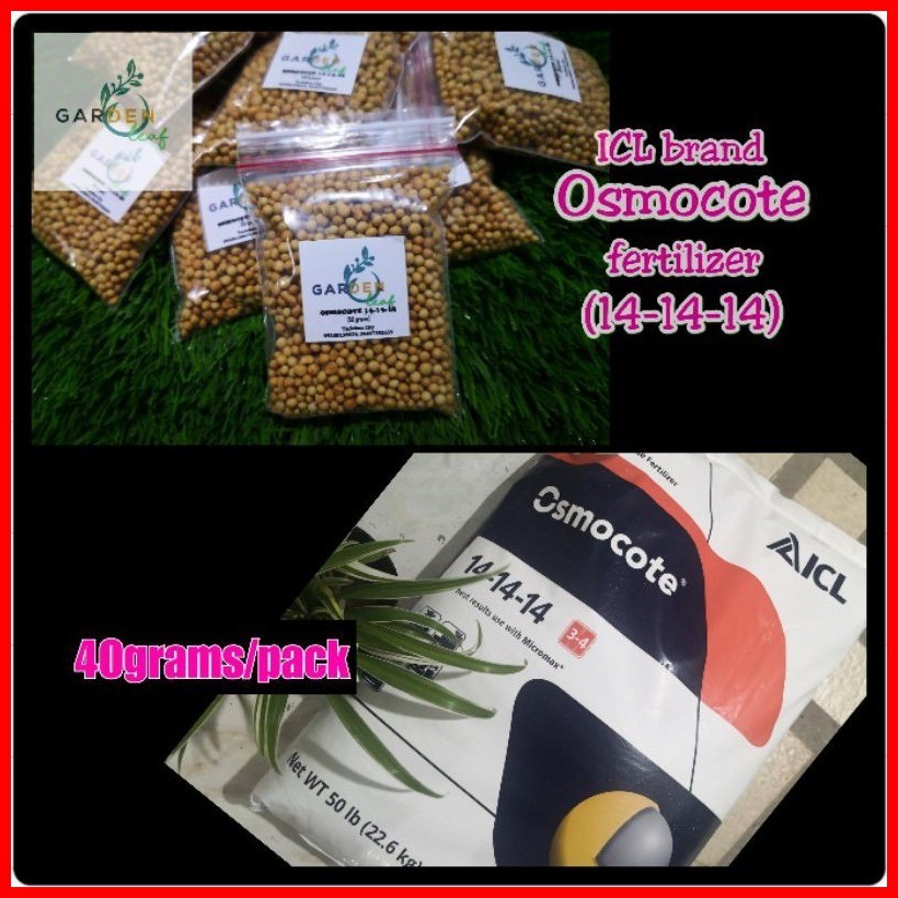 ஐ Osmocote 141414 (40g) fertilizer for cactus and succulents and