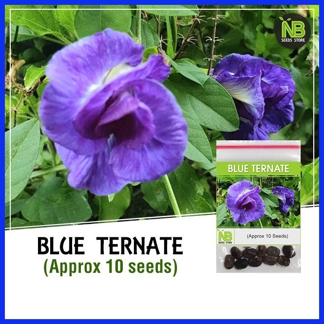 ۞ Blue Ternate Seeds (Clitoria Ternatea / Butterfly Pea) | Shopee ...