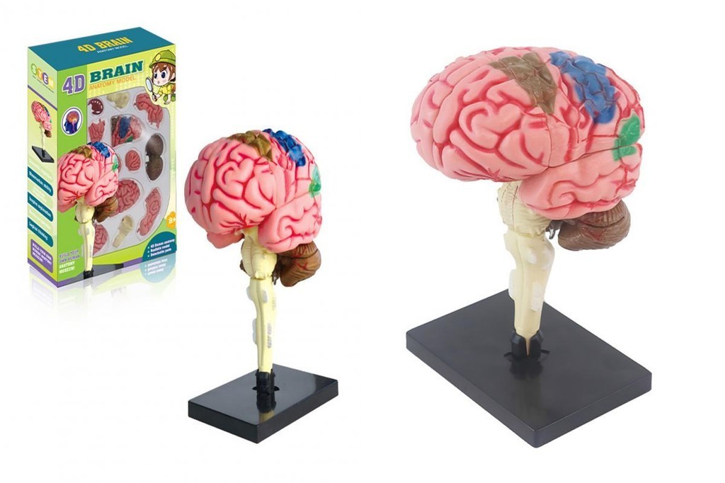 SU 4d Brain Model Brain Anatomy Demonstration Kit 4d Brain Anatomy