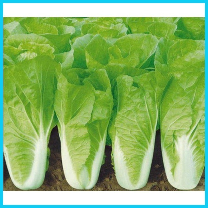 ∇ Rapid Chinese Pechay Vegetable Seeds ( 2000 seeds ) - Basic Farm ...