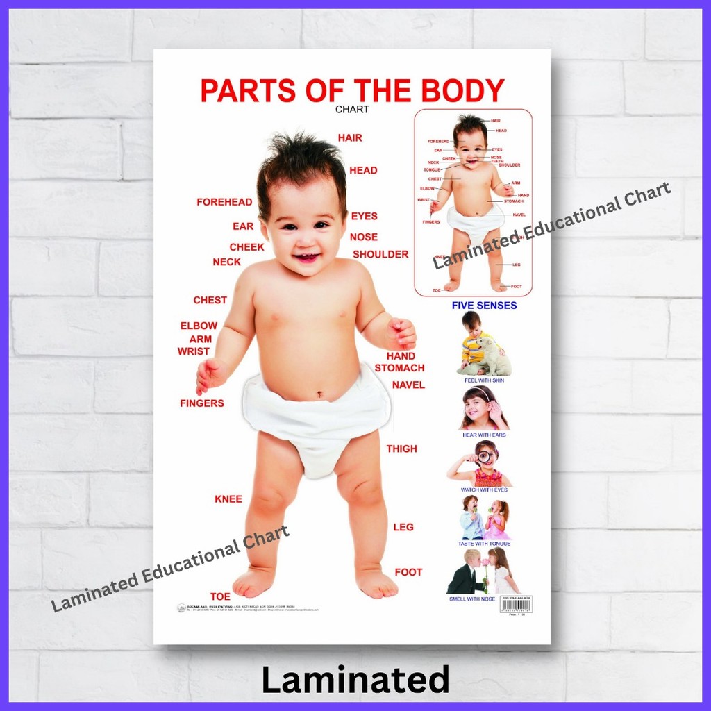 ♈ Laminated Parts of the Body Charts, Educational Charts for Kids ...