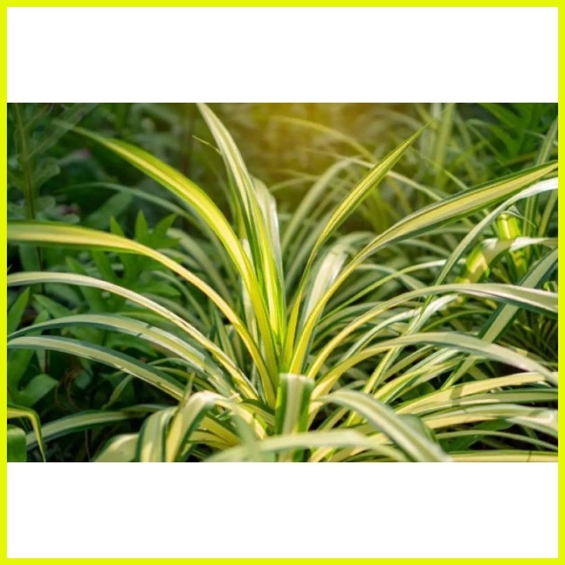 ♀ Golden pandanus/ yellow pandan | Shopee Philippines