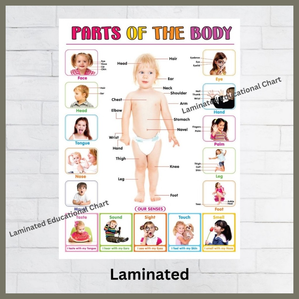 Laminated Parts of the Body Charts, Educational Charts for Kids ...