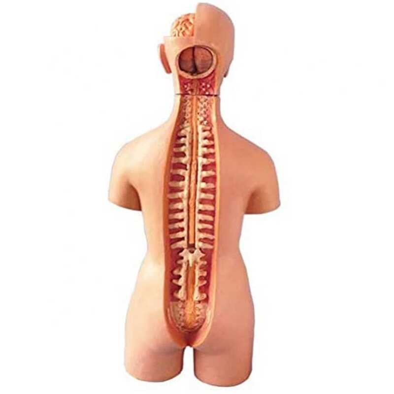 Ng Simulasyon Human Body Torso Model Game Brain Heart Liver Stoh Kidney ...