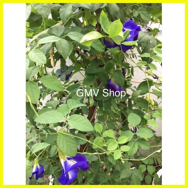 § Blue Ternate Edible Flowers Live Plant | Shopee Philippines