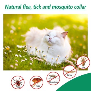 Flea and Tick Remover for Dog and Cat Anti Garapata Remover for Dog ...