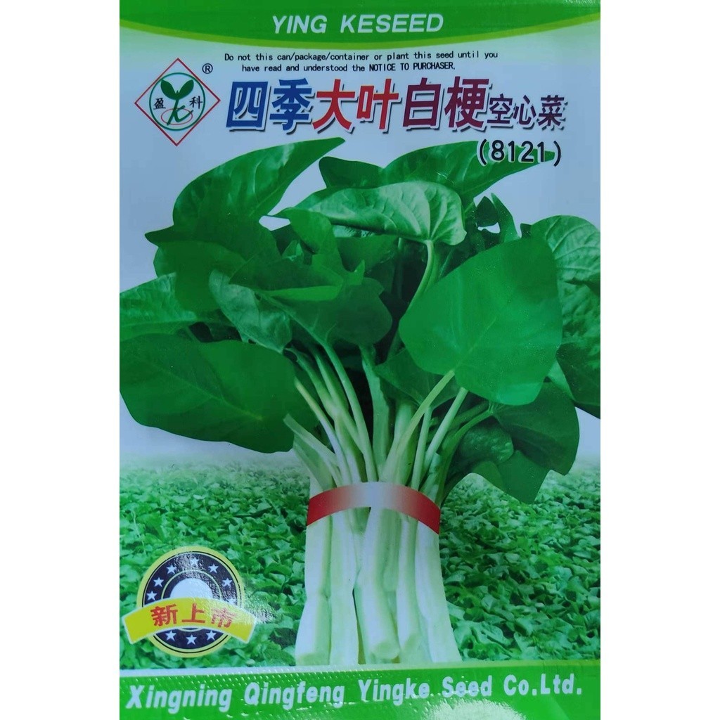 ๑ Chinese BIG Leaf Variety White Stem Kangkong Water Spinach Vegetable ...