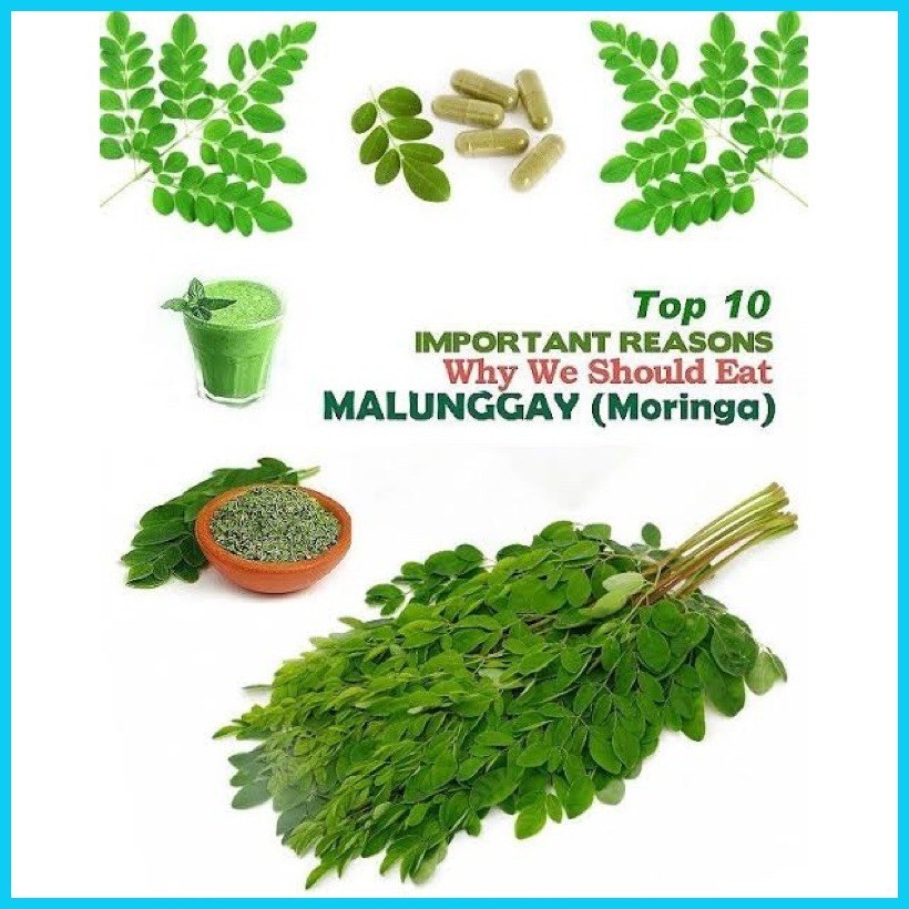 ♀ ☼ dahon ng malunggay moringa | Shopee Philippines