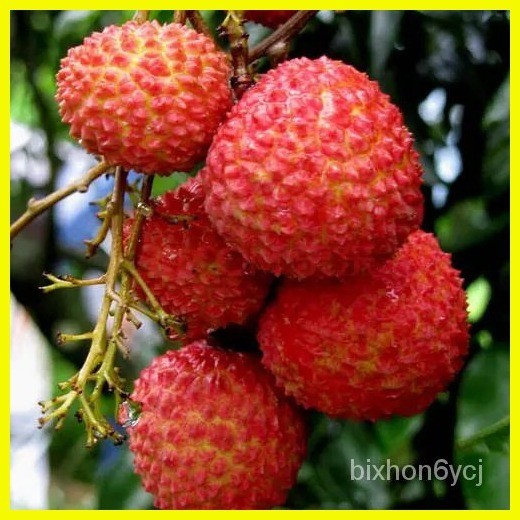 ♈ cash on delivery Lychee SWEET DRAGON Litchi FOR COLD UK EU CLIMATE ...