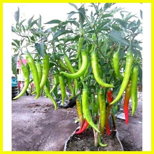 ☑ SILING PANIGANG SEED`S HYBRID 