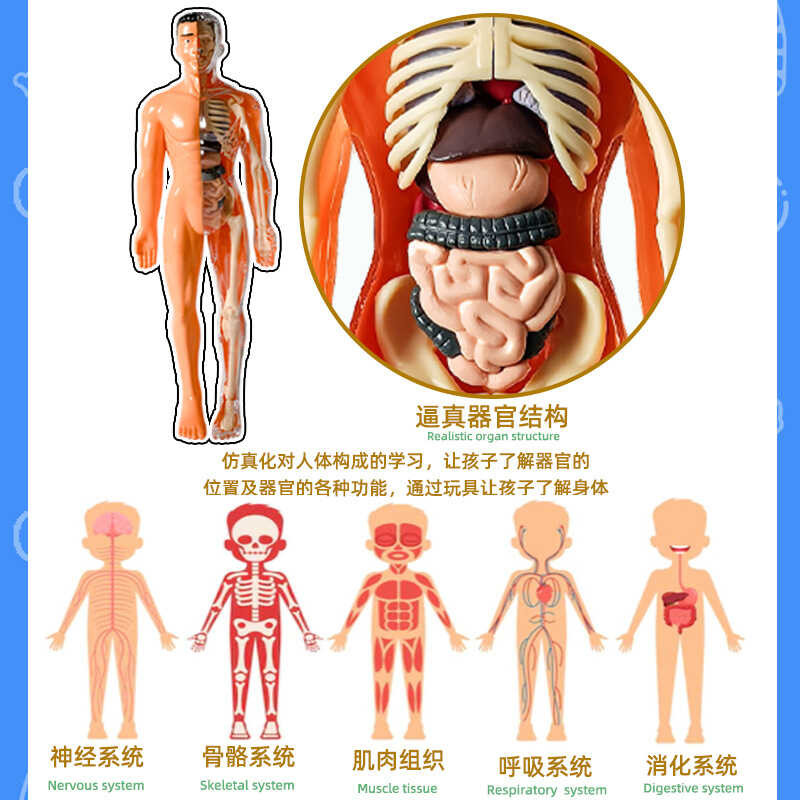 Human body model assembly, detachable structure, skeletal organs, 3D ...