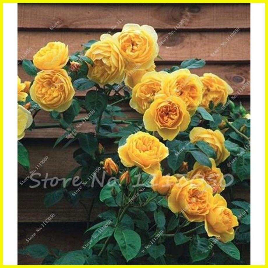 ∈ 15 Pcs Peony Tree Indoor Bonsai Plant Seed,Colorful Double Blooms ...