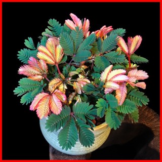 ☸ 50pcs 6972292702143rare Plant Color Leaf Mimosa Plant Flower Indoor 