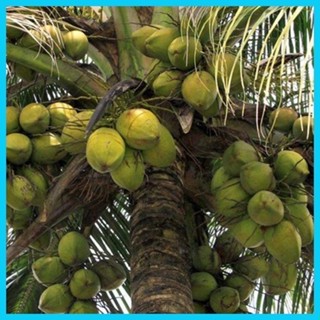 20pcs Coconut Tree Seeds Beach Juicy Delicious Fruit Garden Yard Bonsai 