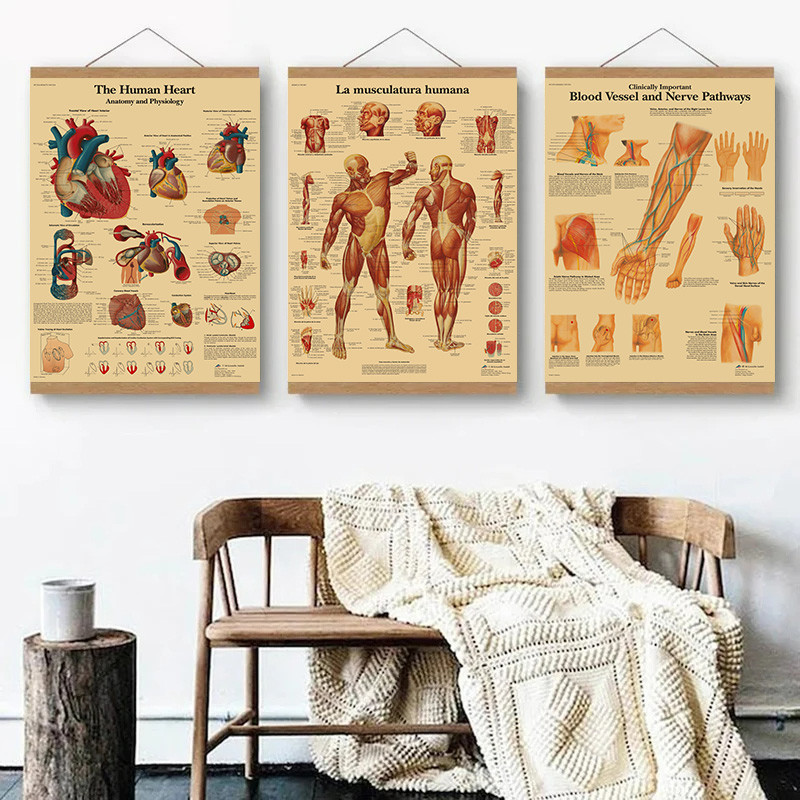 Retro Organ Systems in The Human Body Poster Skeleton Anatomy Wall Art ...