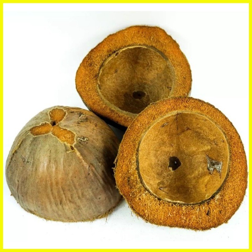 Bunot / Lampaso / Coconut Husk / Filipino-style Floor Polisher | Shopee ...
