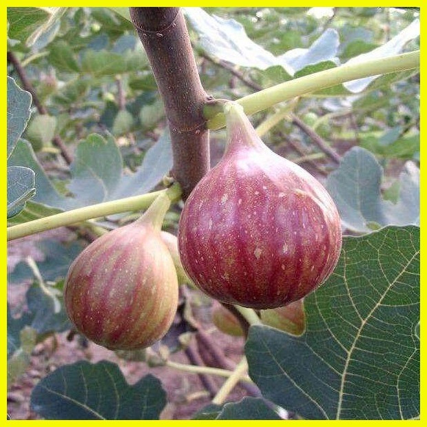 High Germination...Potted Seeds 300pcs Rare Fig Fruit Seeds of Planting ...