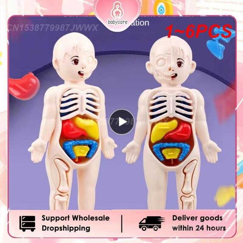 1~6Pcs Kid Montessori 3D Puzzle Human Anatomy Model Educational ...