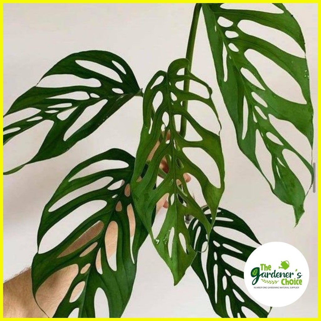 ♂ ♆ Laniata Monstera (Established) - 2-5 Leaves With Soil /Real Plant ...