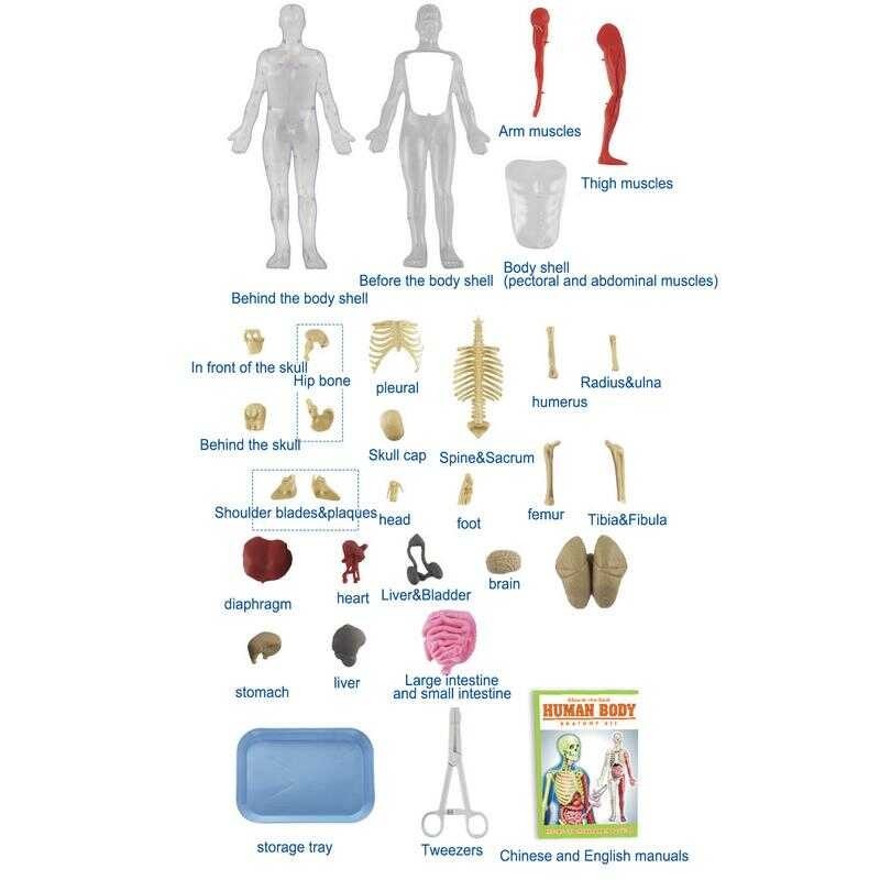 Human Body 3D Torso Model Educational Assembly Early Learning DIY