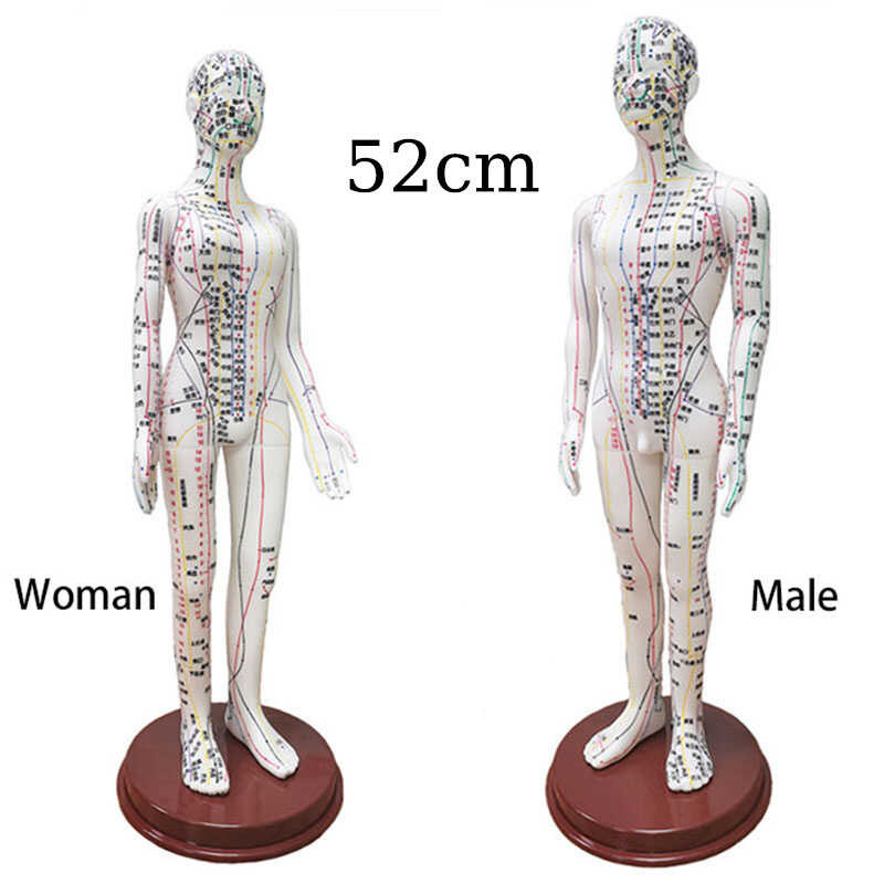 Human Body Acupuncture Model Female/Male Meridians Model Chart Book ...