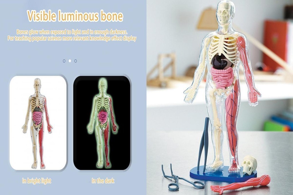 SU 3d Organs Model Kit Educational Anatomy Model Glow-in-the-dark Human ...