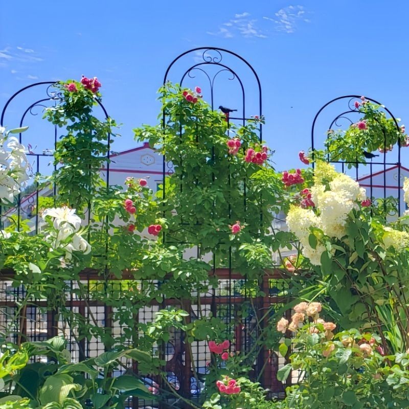 Climbing flower racks/// Clematis Climbing Pergola Rose Green Rose ...