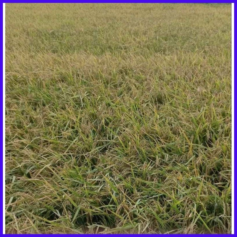 ∏ ☍ Palay/Binhi/Rice Seeds IRRI David DINORADO (20 kg) | Shopee Philippines