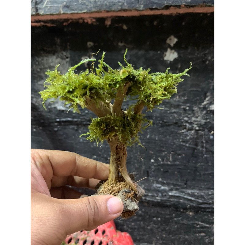 ∏ Bonsai Live aquatic plants minitree for aquarium (driftwood ...