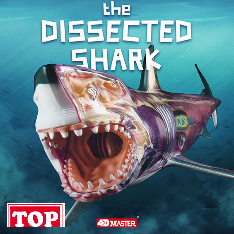 4D Master Shark Great White Shark Dolphin Killer Whale Assembly Animal