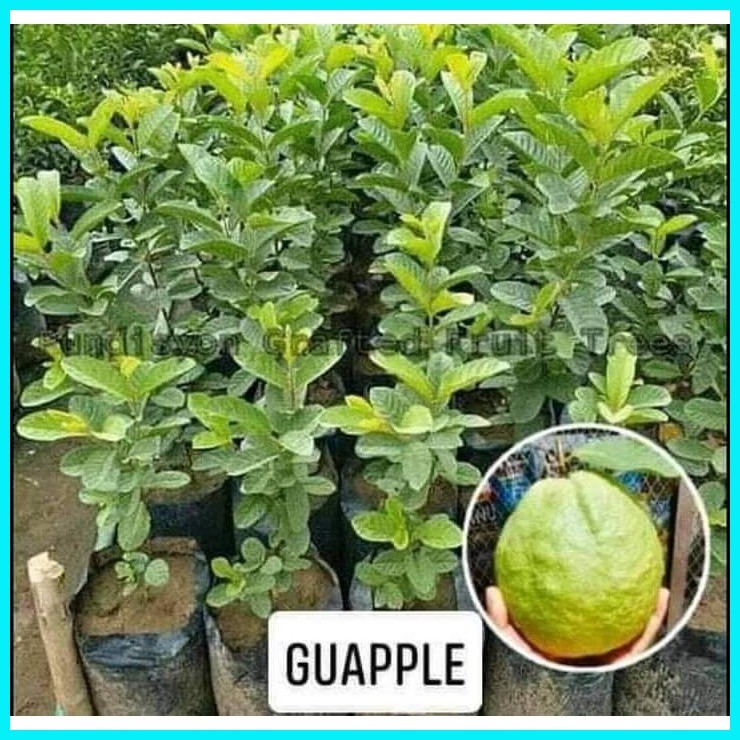 Marang/Guapple/Red Guava fruit/Lychee/Lanzones | Shopee Philippines