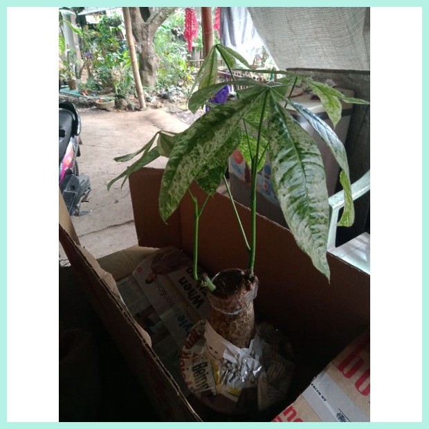 variegated money tree (pachira aquatics) | Shopee Philippines