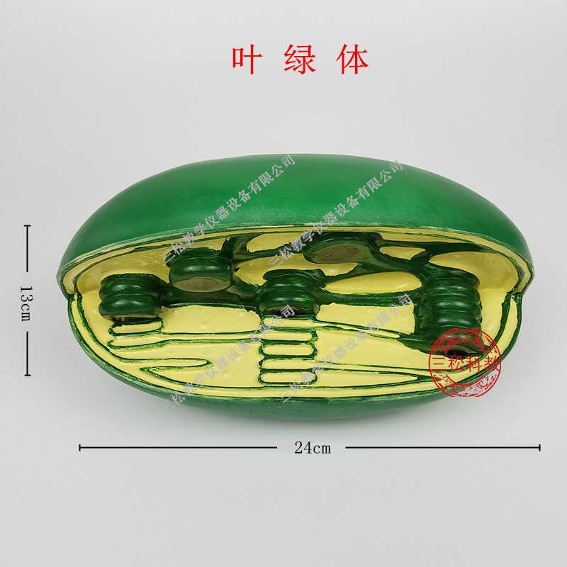 Structure Cell Organelle Model High School Biology Teaching Instrument ...