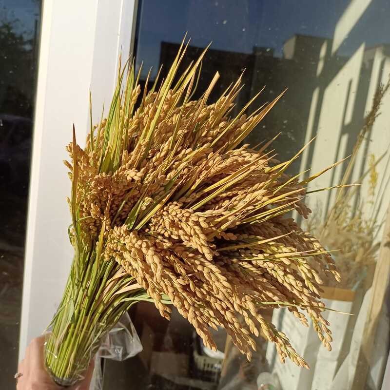 Rice Rice Natural Ears Rice Grains Dried Flowers Decoration Home Five ...