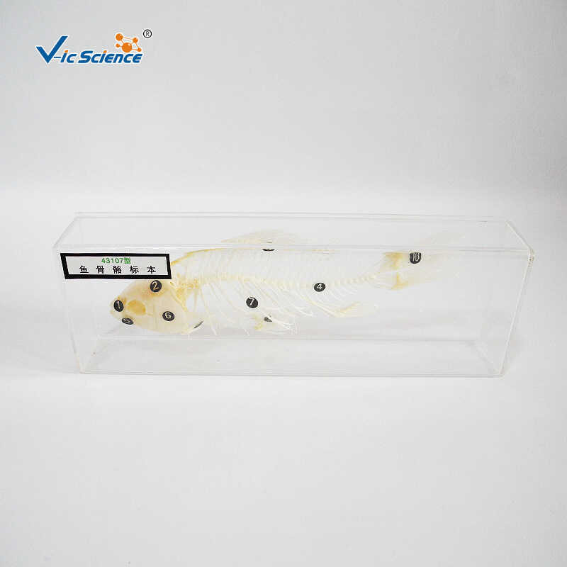 $ 43107 Fish Bone Specimen Experimental Equipment For Junior And Senior ...