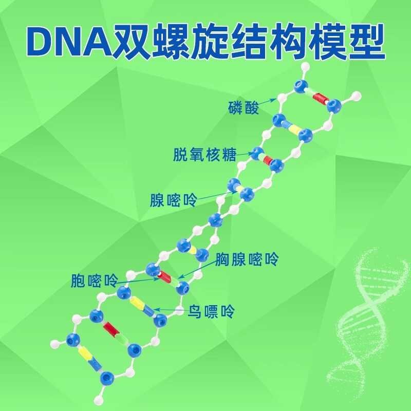 Double Helix DNA Structure Model Components High School Biology Genetic ...