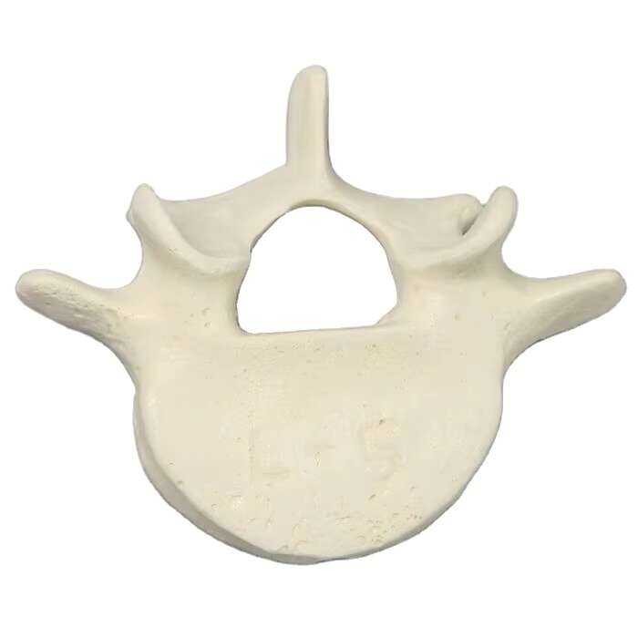 Kyrenmed L5sawbones Lumbar L5 Model Solid Foam Life-Size Human Skeleton ...