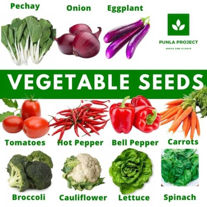 Vegetable Condor Seeds Kamatis Pechay Talong Ampalaya Sibuyas Okra Sili ...