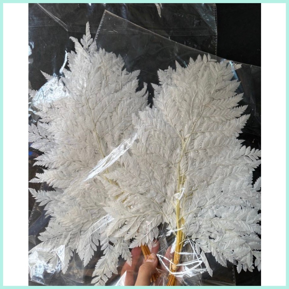 Preserved Fern leaf white color 10 pcs per pack | Shopee Philippines