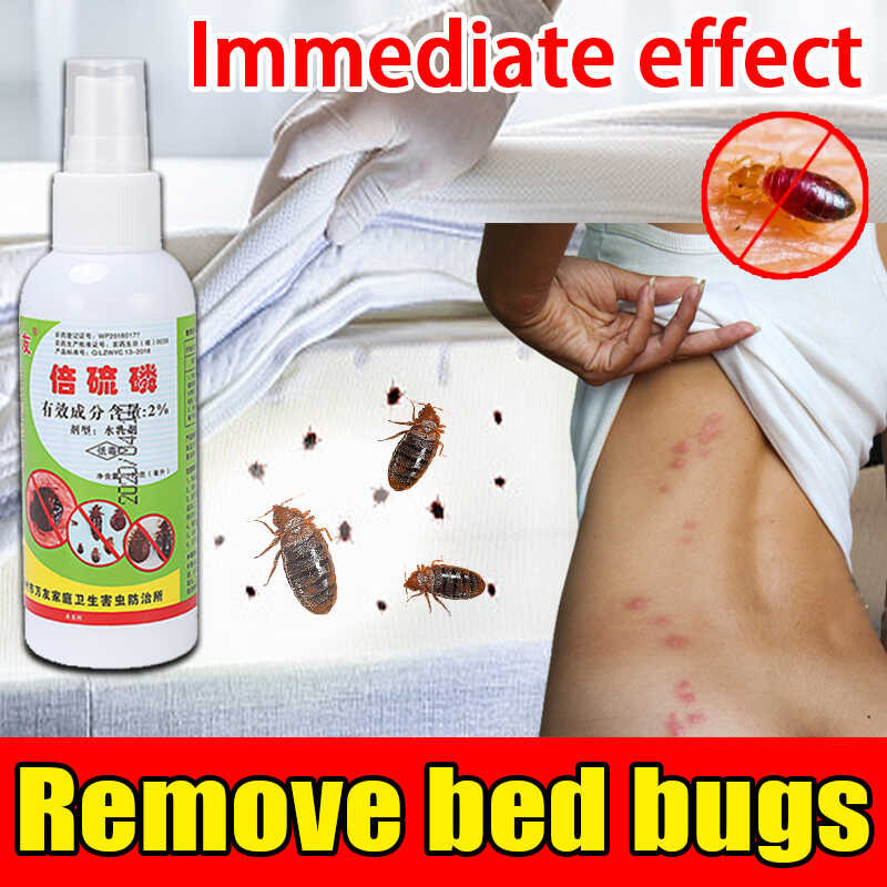 100% patayin ang bug kama · Bed bugs Bedbug surot insekto kulay walang ...