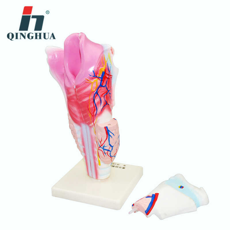 Human Realistic Larynx Anatomical Model Respiratory Tract Anatomy ...
