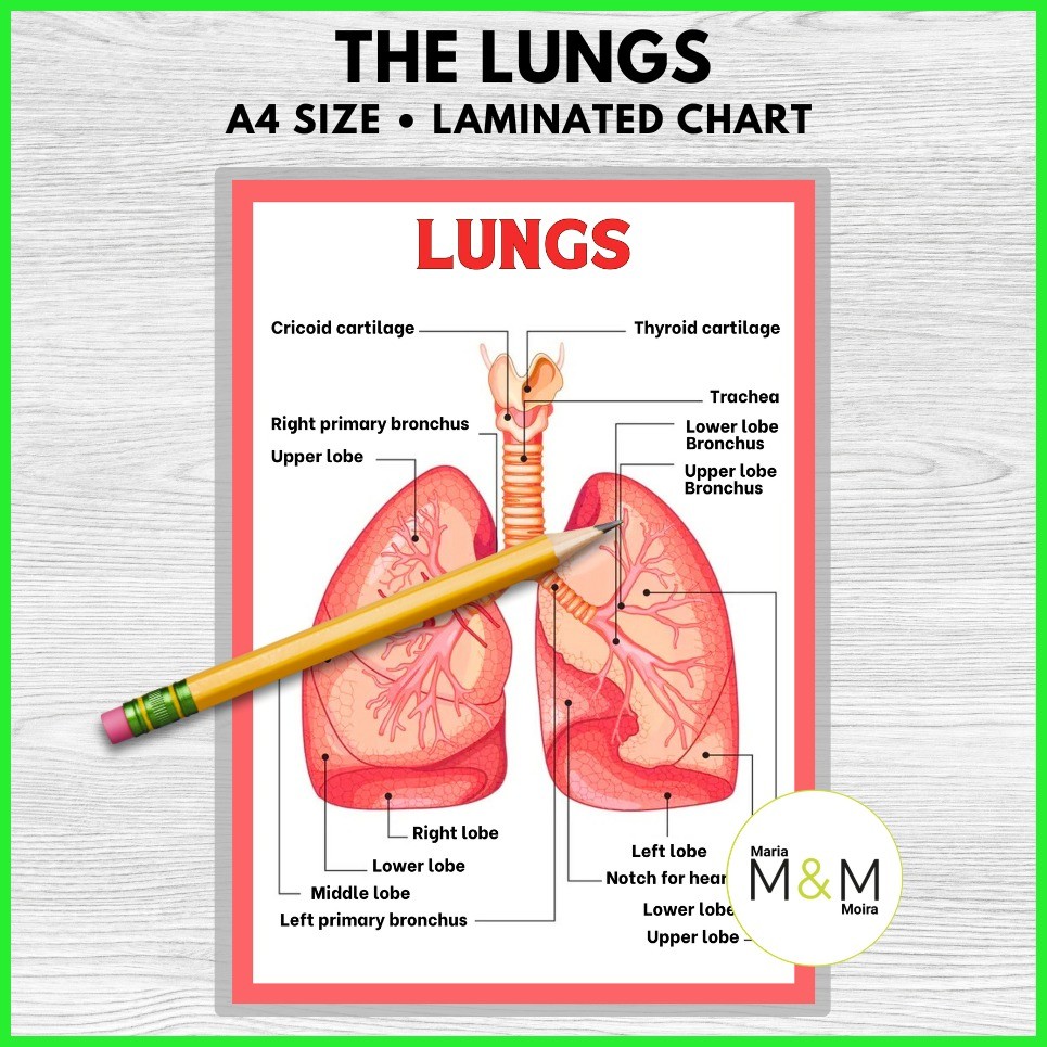 HUMAN BODY SYSTEMS CHARTS | A4 SIZE | LAMINATED EDUCATIONAL SCIENCE ...