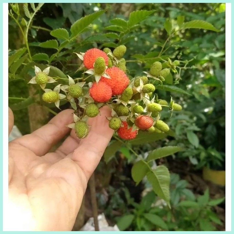 Sampinit/wildRaspberry/potted | Shopee Philippines