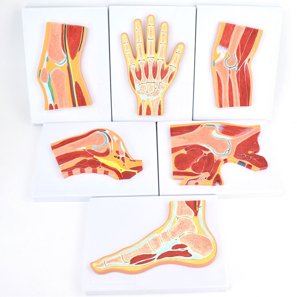 Human Muscle Model Bone Section Structure MRI Joint Musculoskeletal ...