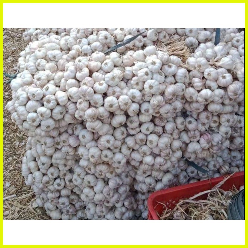 ⭐ 1kg Native Bawang (Ilocos Native Garlic) Shopee Philippines