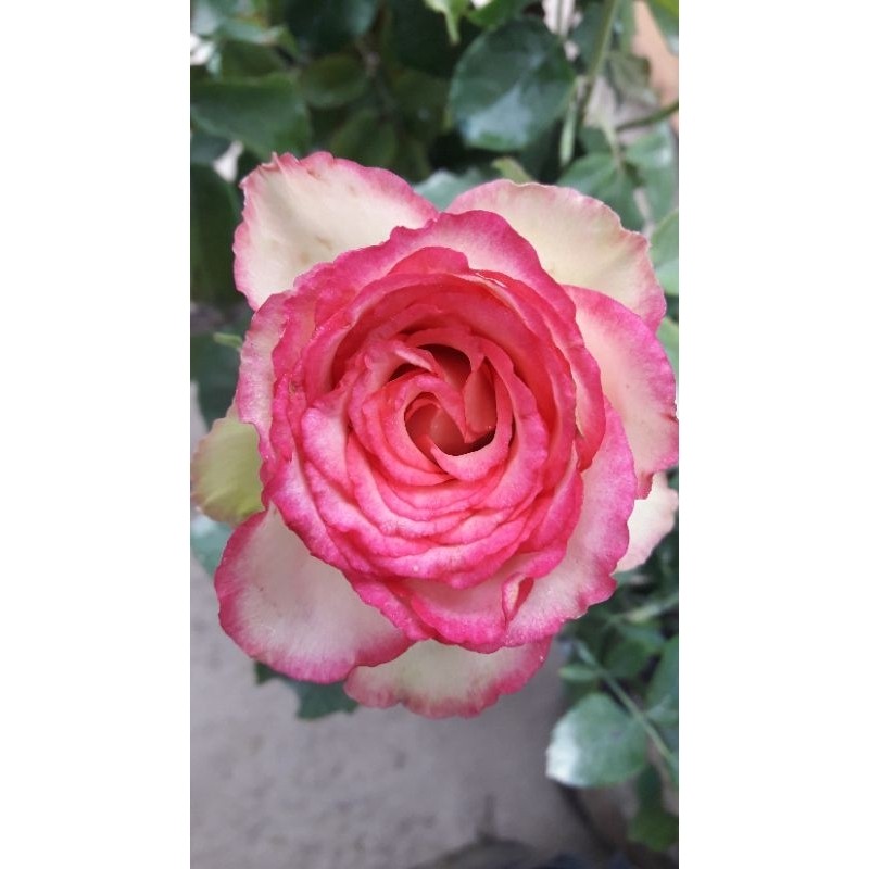 Ecuadorian Rose...... | Shopee Philippines