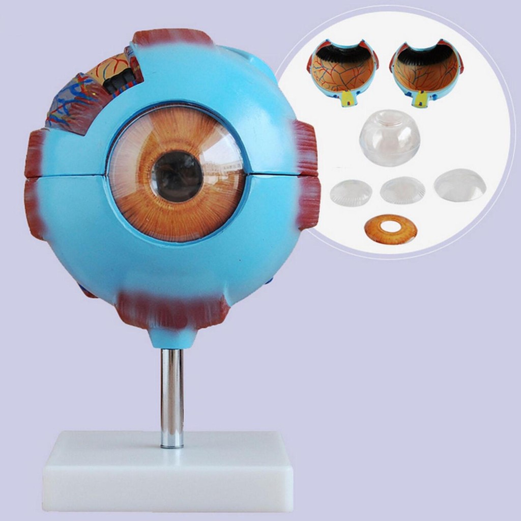 PVC Blue Human Eye Ball Anatomical Model Training 6X Life Size Medical ...