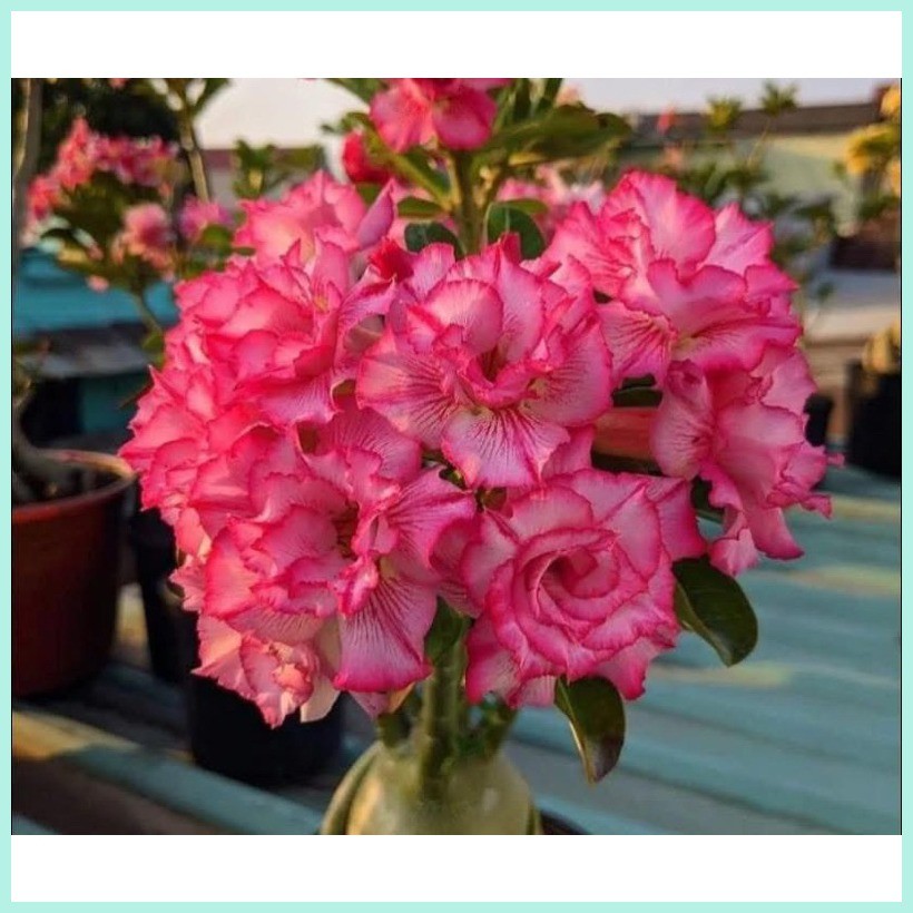 MIXED PINK 4+1 GRAFTED ADENIUM TRIPLE PETALS | Shopee Philippines